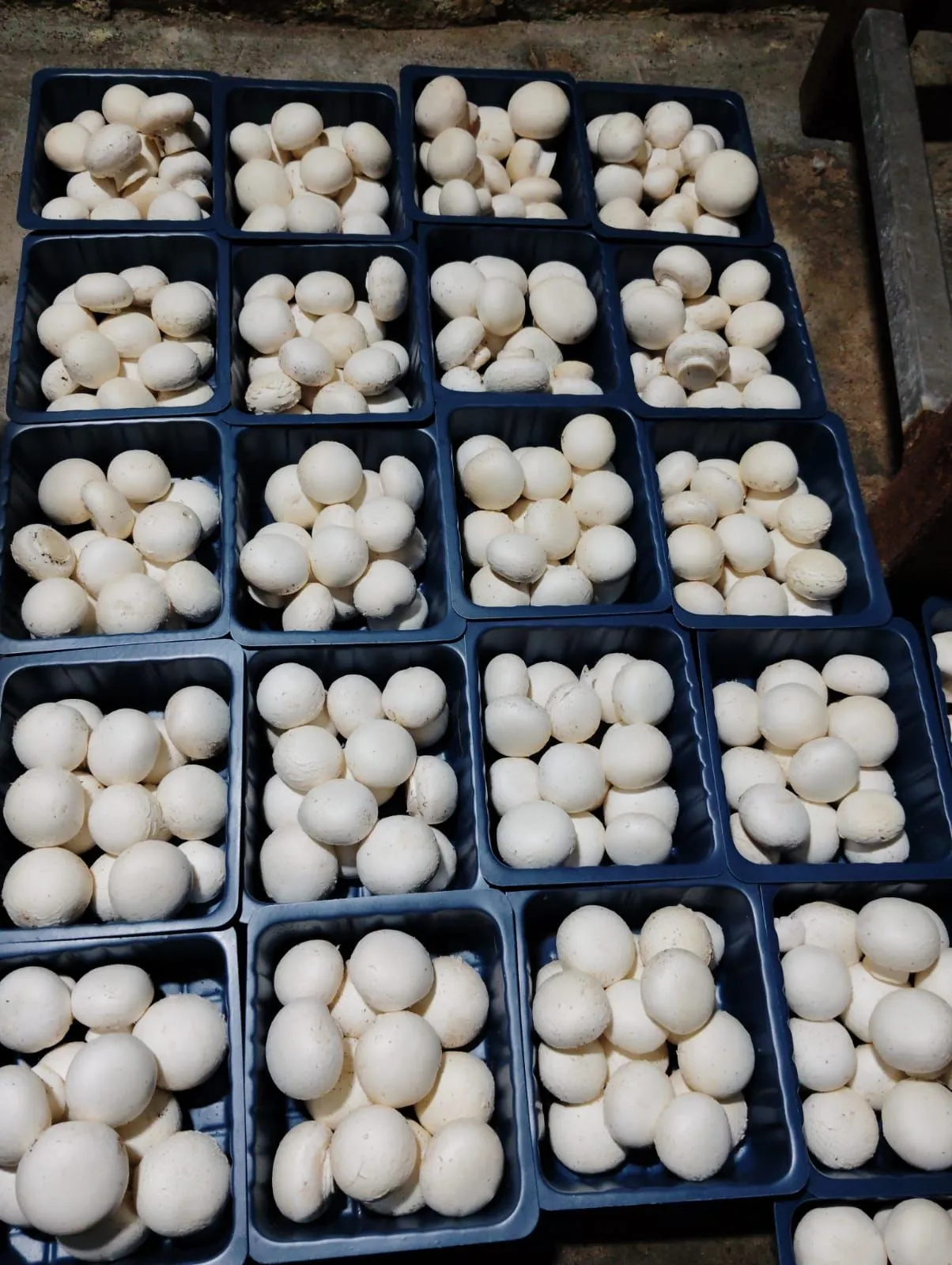 Mushrooms being packed at Shri Shyam Mushroom Farm