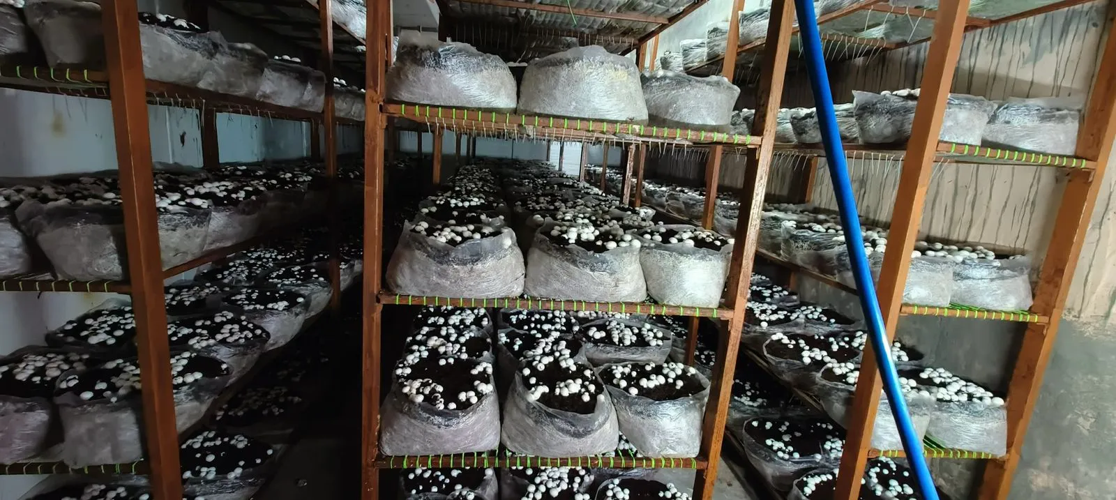 Shri Shyam Mushroom Farm