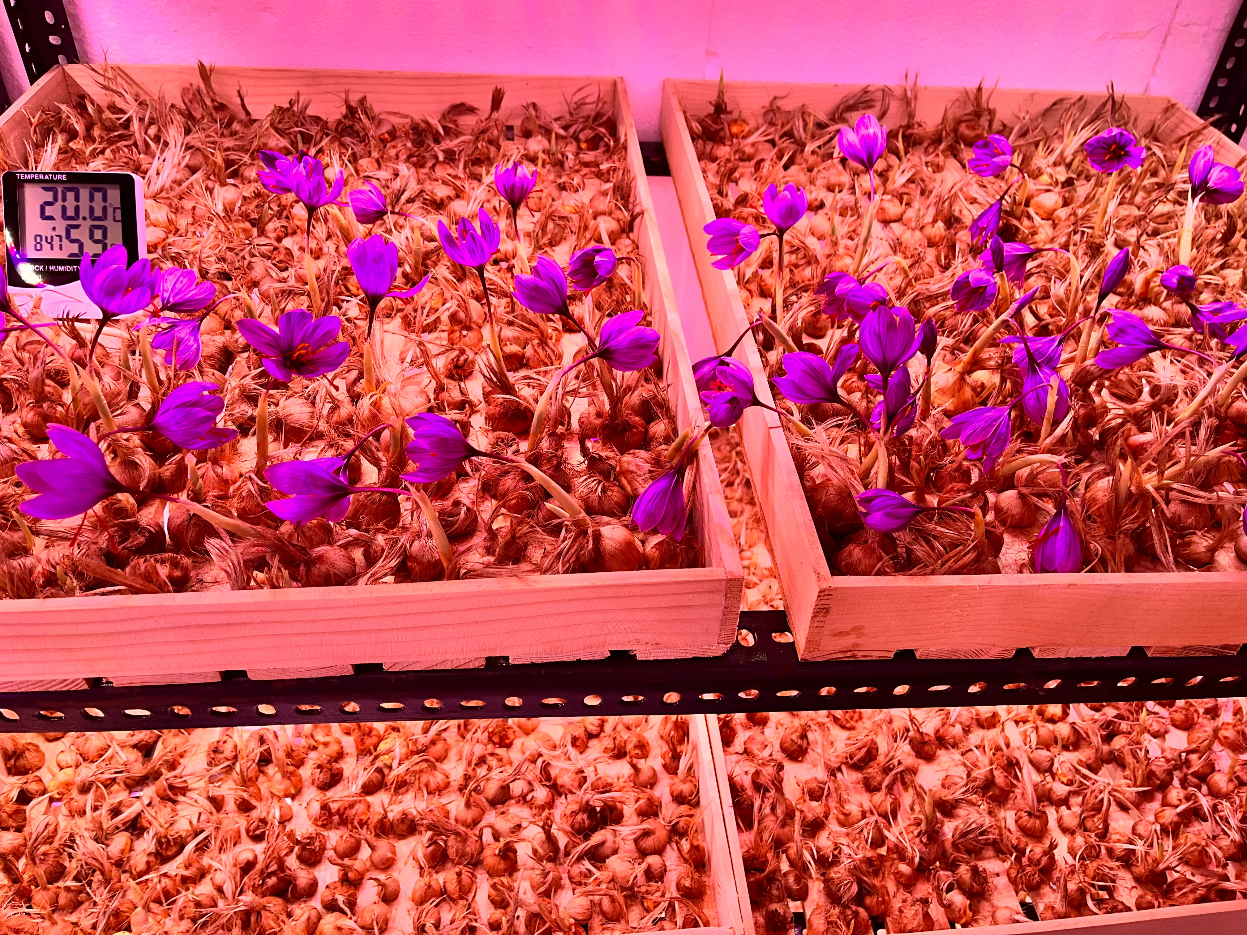 Shaya Enterprises' Farm 