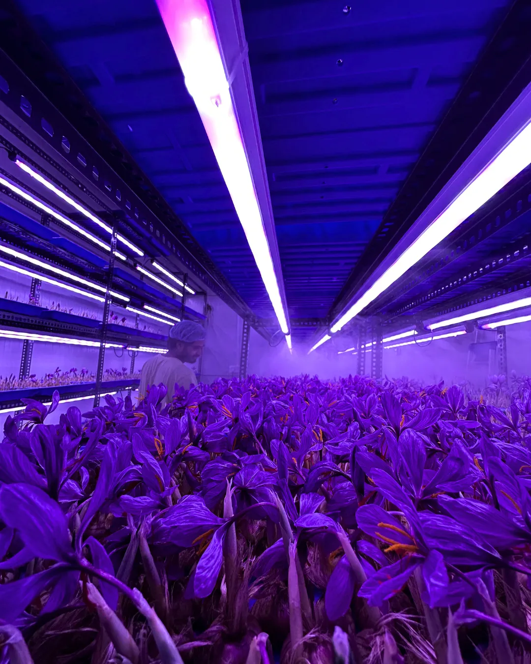 Indoor Saffron Farming at LNS AgriTech