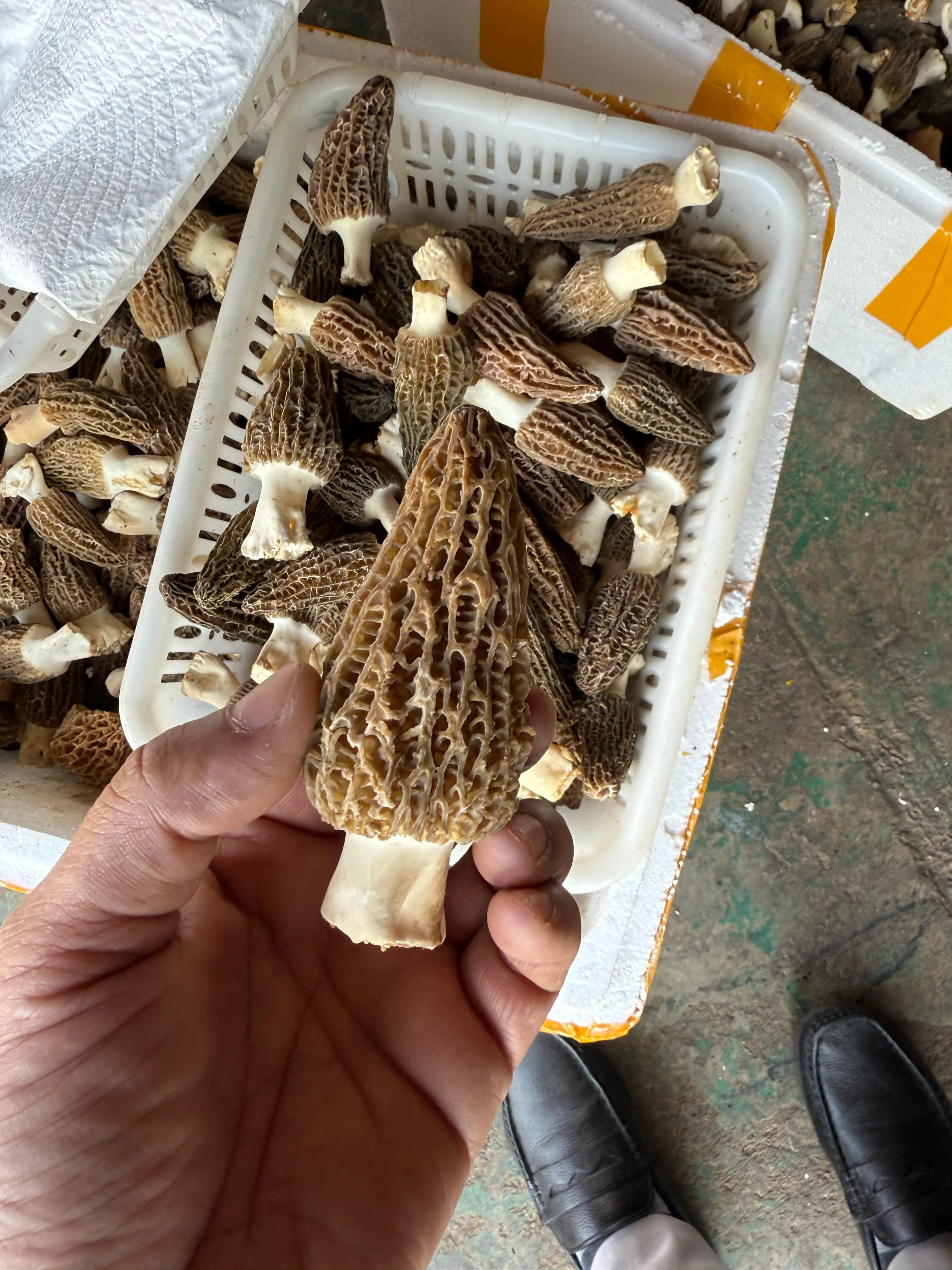 Gucchi Mushroom Harvest from Planet Mushroom Farm