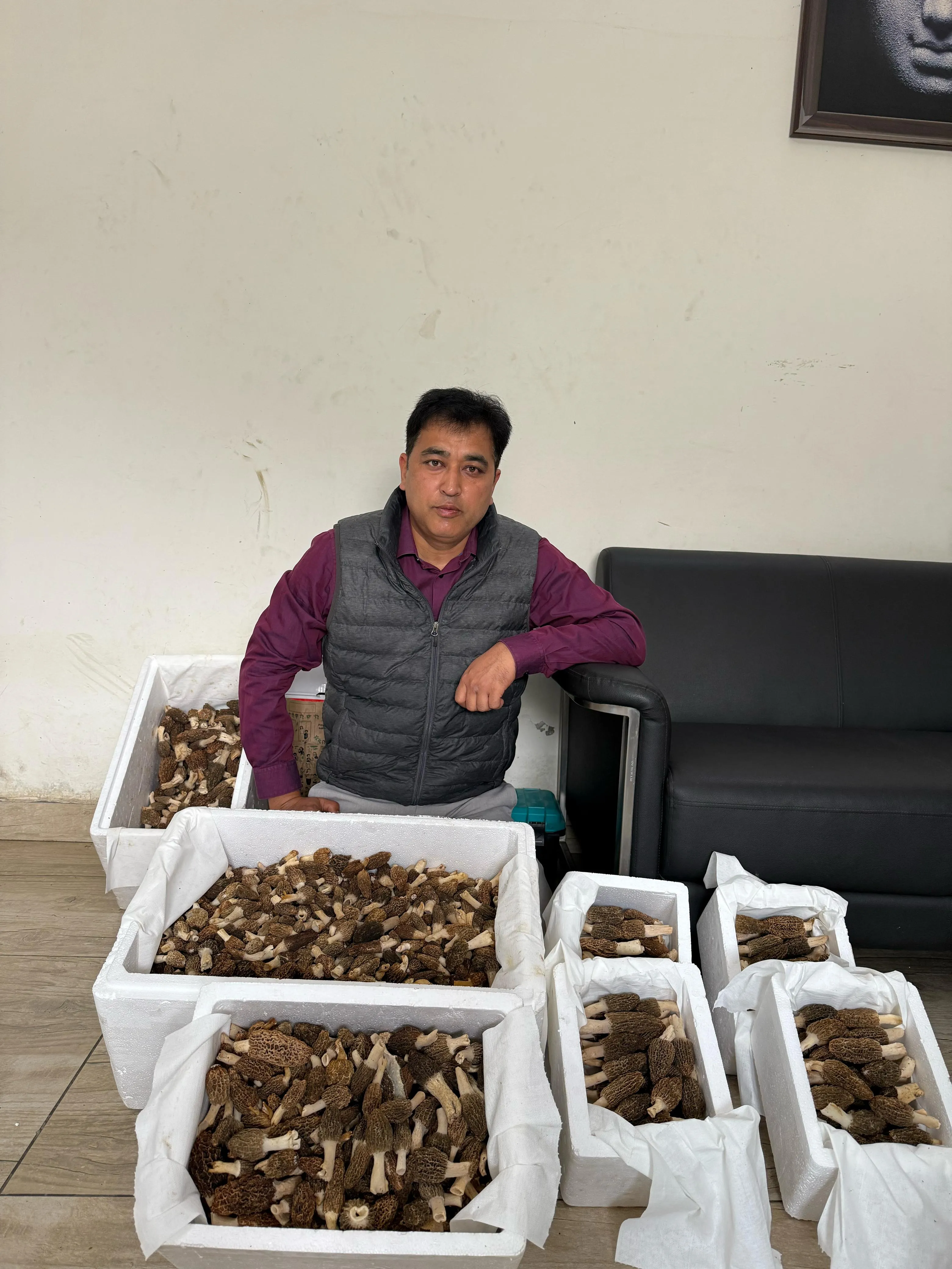 Gucchi Mushroom Harvest at Planet Mushroom Farm