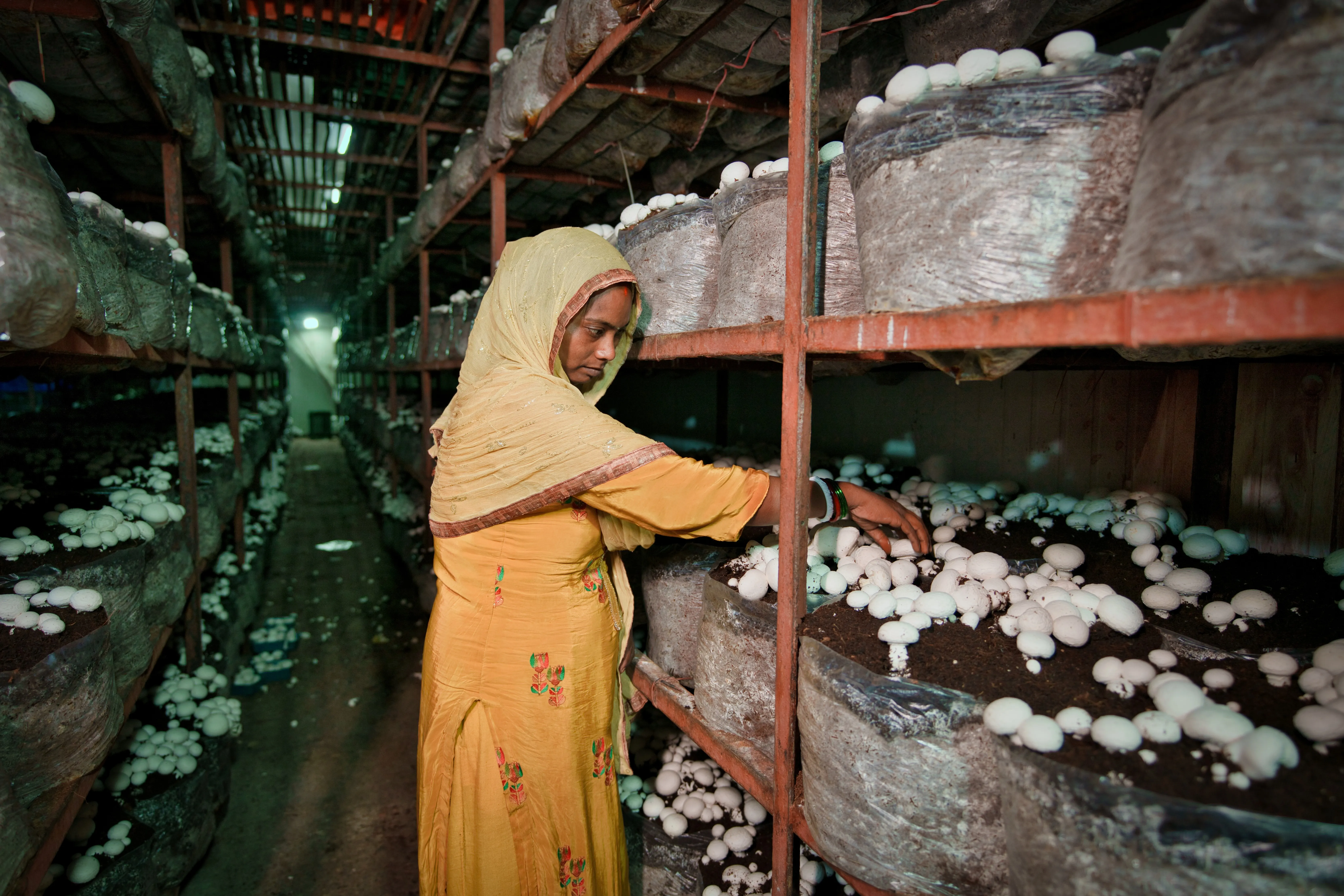 An Indoor Mushroom Farm