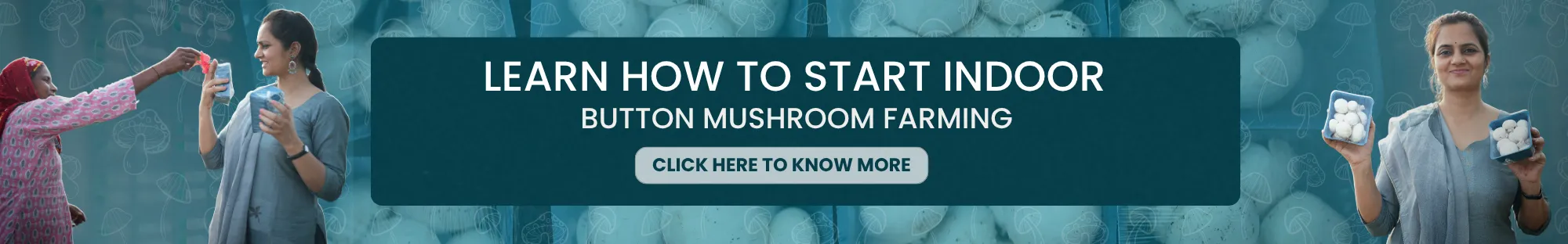 Learn How to Start Indoor Button Mushroom Farming 