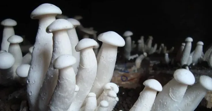 Milky Mushrooms