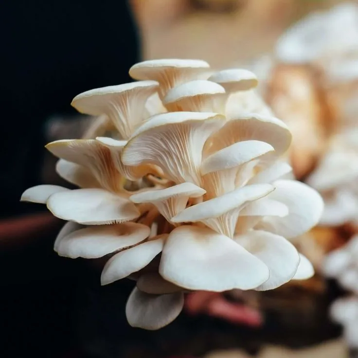 Oyster Mushroom