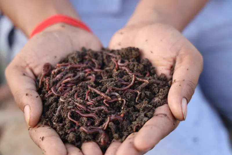earthworm