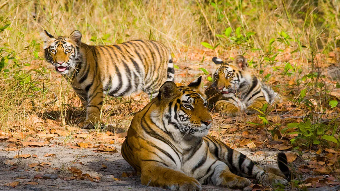 Bandhavgarh National Park Madhya Pradesh India