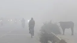 Fog havoc UP vehicles collided different districts eight people died 24  hours many injured यूपी में कोहरे का कहर, अलग-अलग जिलों में टकराईं गाड़ियां,  24 घंटे में आठ लोगों की मौत, कई घायल, Uttar-pradesh Hindi News - Hindustan