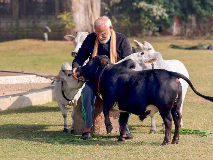 PM Modi Celebrated Festival Of Pongal In Delhi Wears South Indian Dhoti  Worshipped Cows | आपने देखा पीएम मोदी का गौसेवक अवतार, पोंगल पर ब्लेजर और  दक्षिण भारतीय लुंगी में आए नजर
