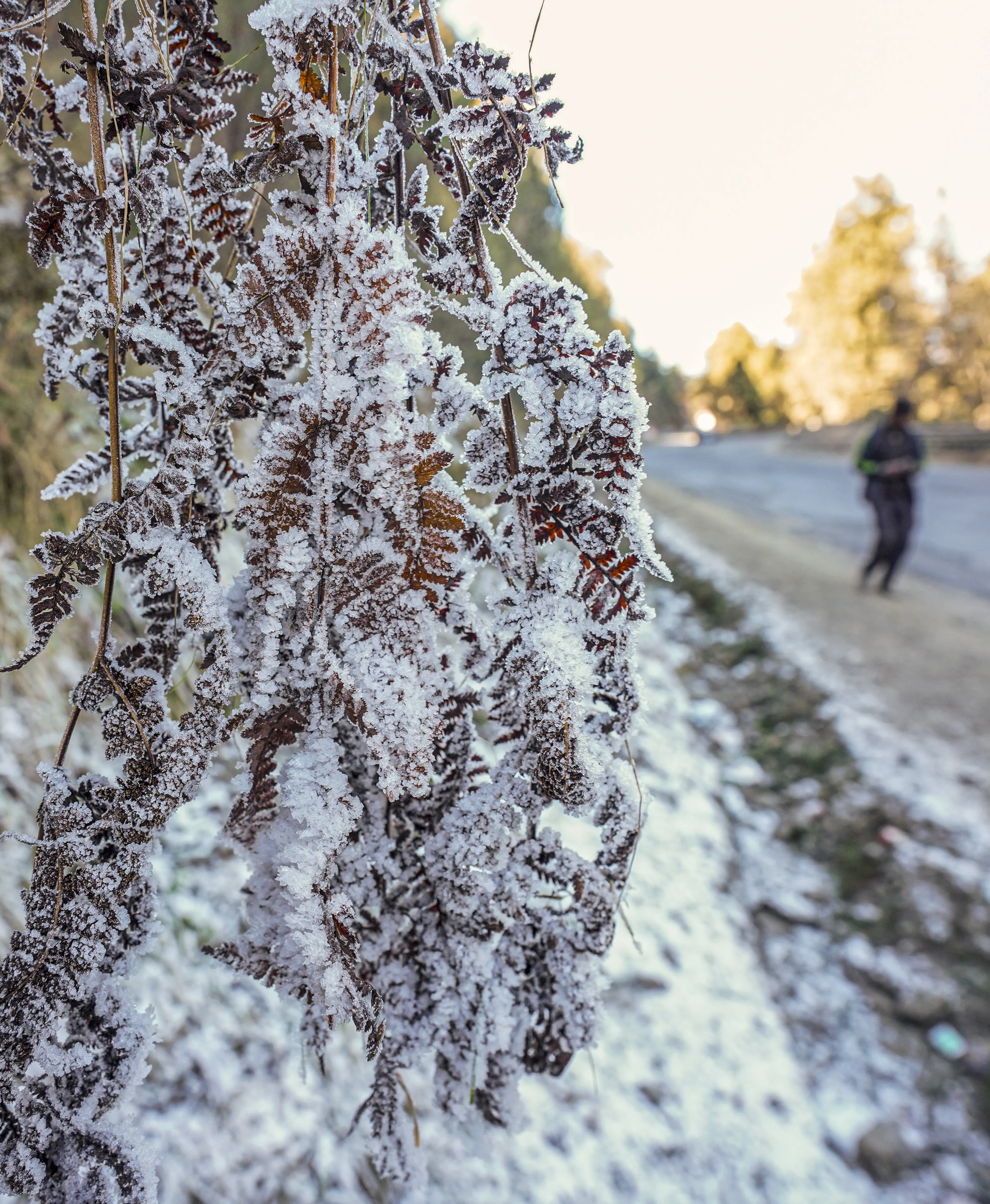 हिमाचल: शिमला के पास कुफरी में सूखे पत्तों पर बर्फ जम गई।