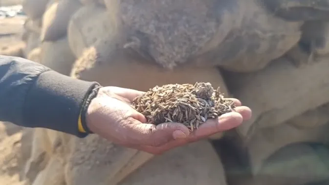 Chhattisgarh Grain Spoilage: विपणन विभाग की लापरवाही, 20,000 क्विंटल धान  खराब, 6 करोड़ का नुकसान - Swadesh News