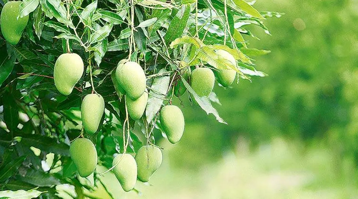 காலையில் வெறும் வயிற்றில் இதைக் குடிங்க: சுகர் பிரச்னைக்கு சிம்பிள் தீர்வு