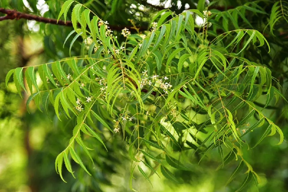 Neem 10