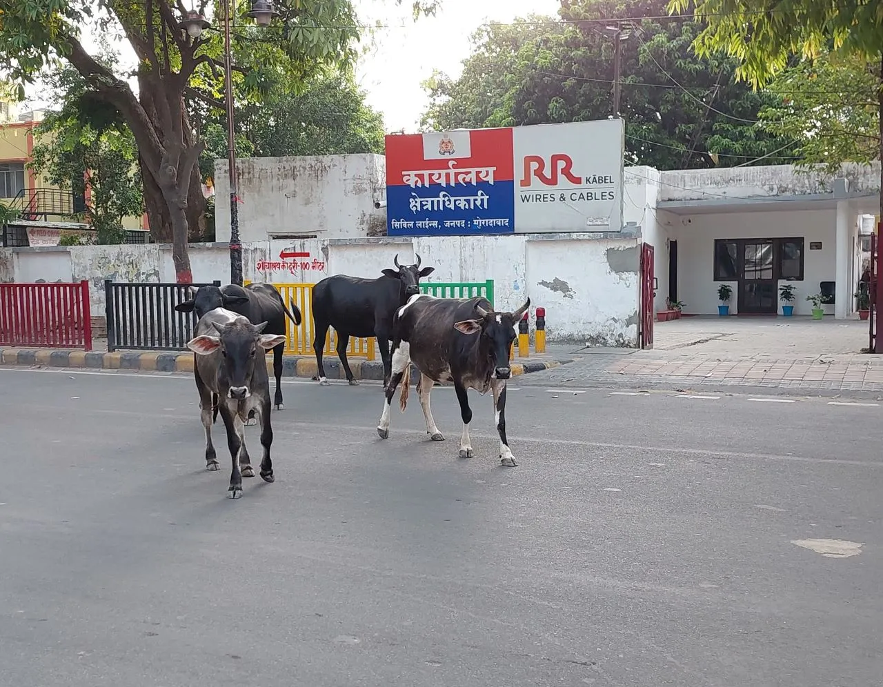 वाईबीएन
