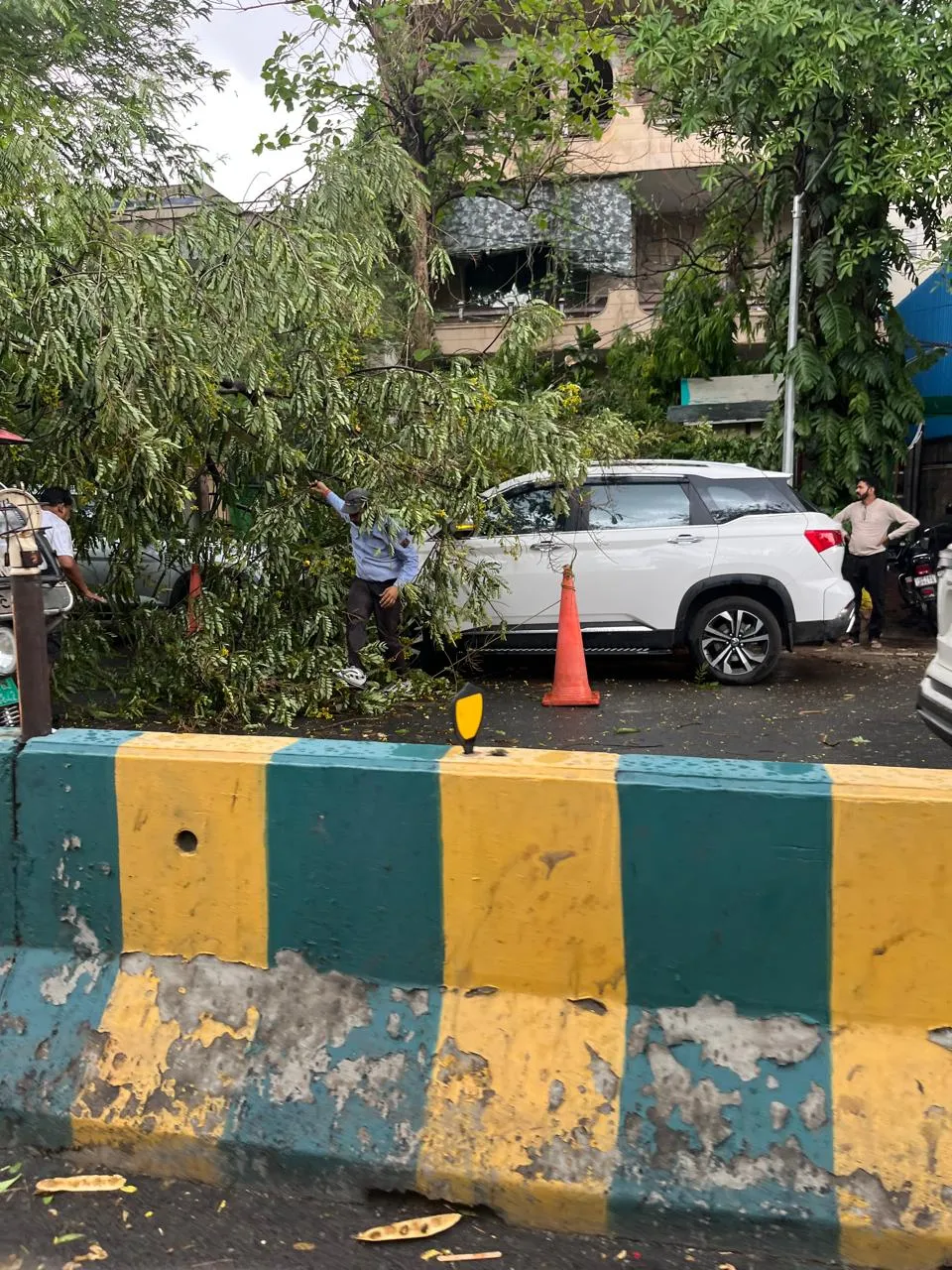 falling tree