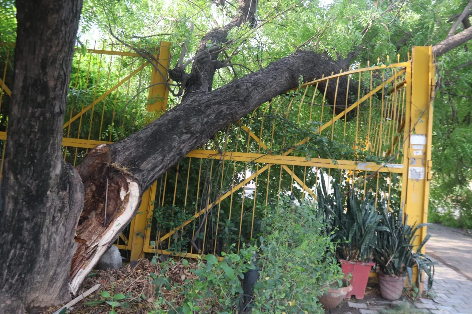 फोटो जर्नलिस्ट सुनील कुमार