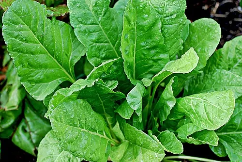palak