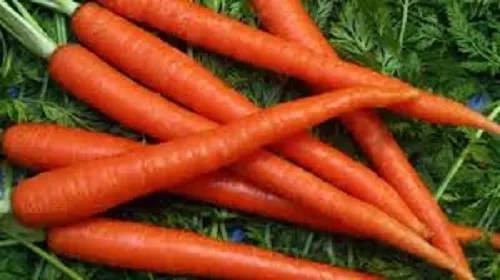 carrot