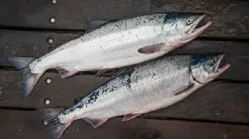 selomon fish