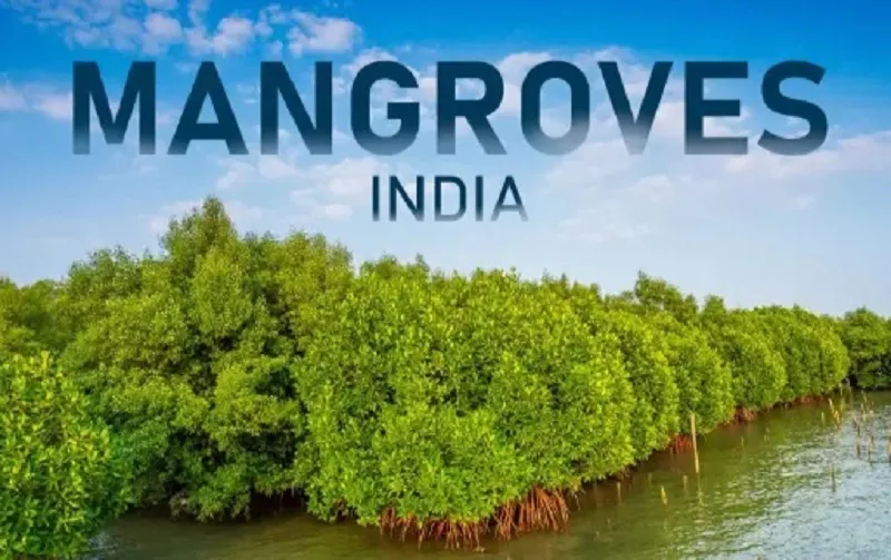 Mangroves India