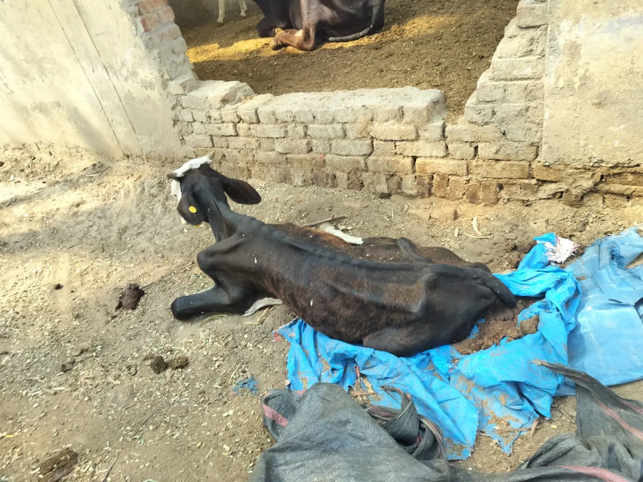 वाईबीएन 