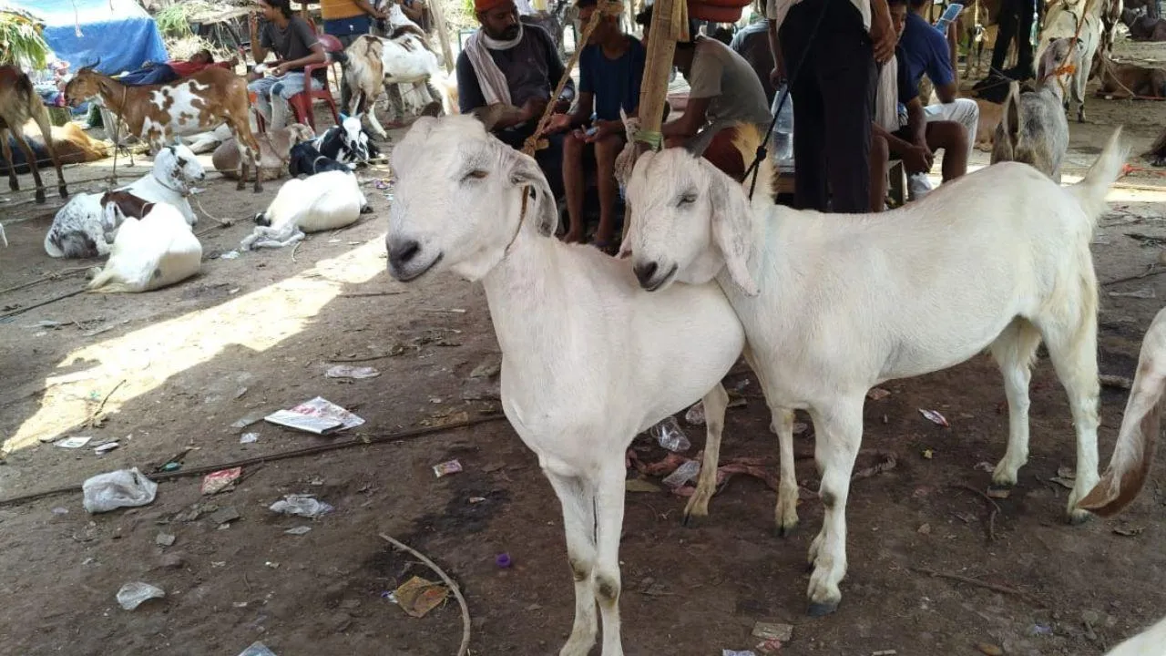 bakraeid 