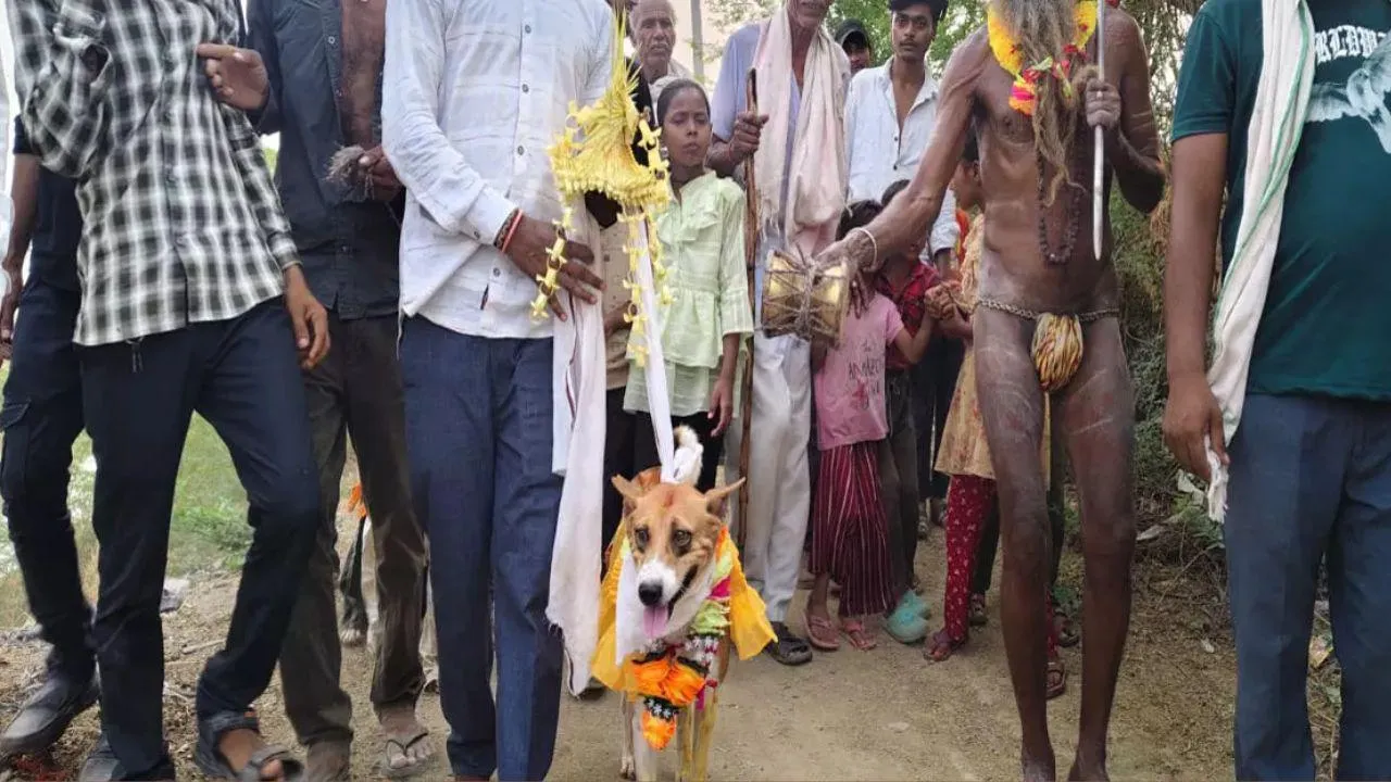 dog and bitch marrige
