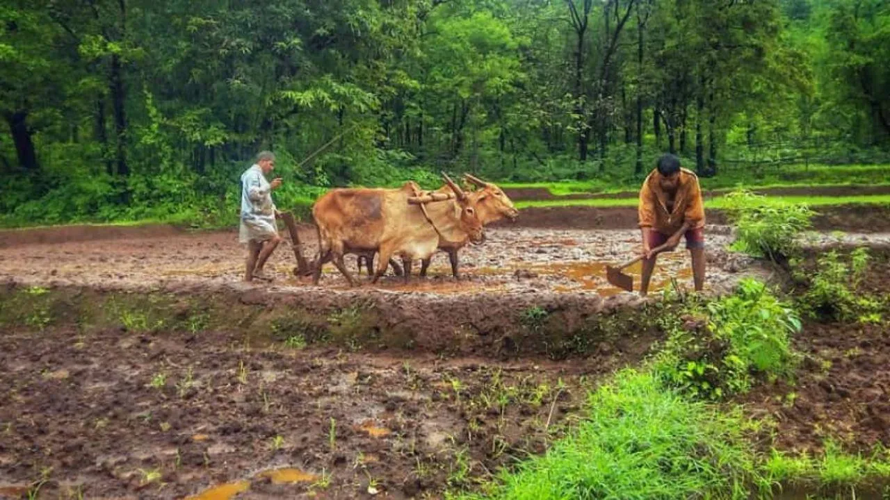 Kisan