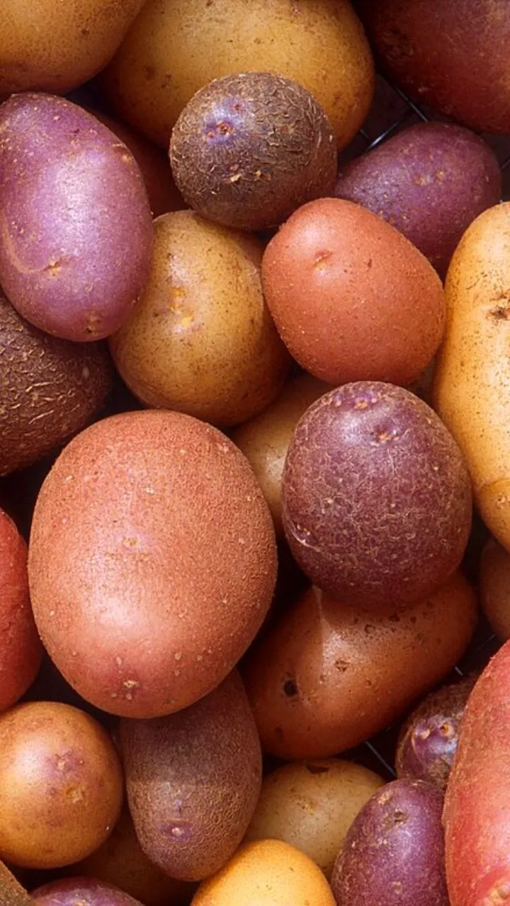 Potato Side Effects: ज्यादा आलू खाने के नुकसान!
