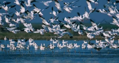 Cackle of migratory birds heralds winter in Kashmir,