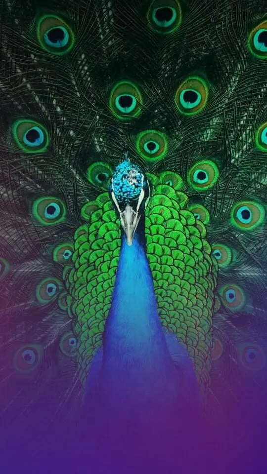 most beautiful peacock