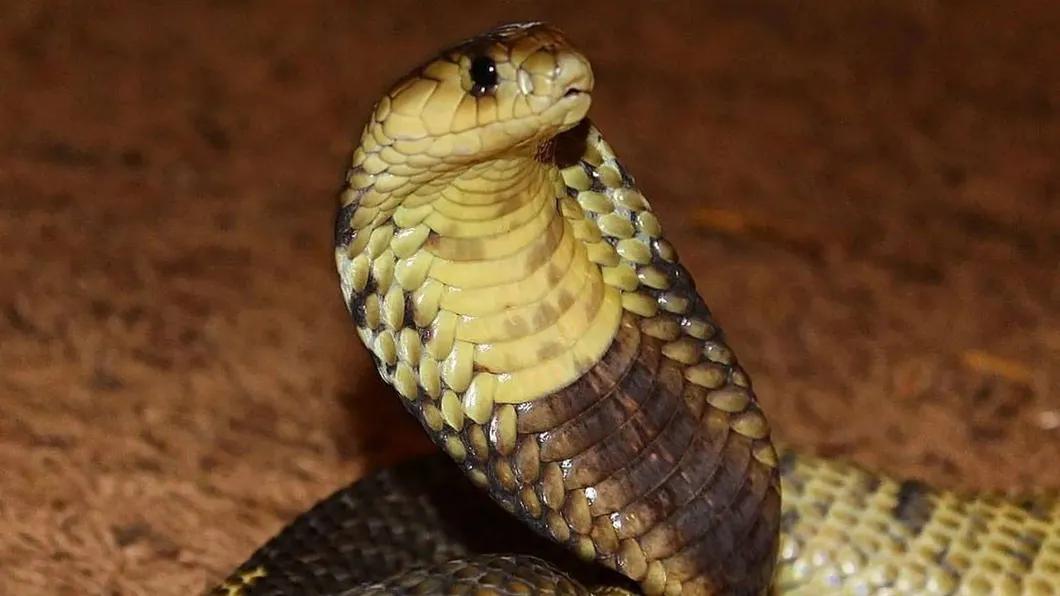 king cobra