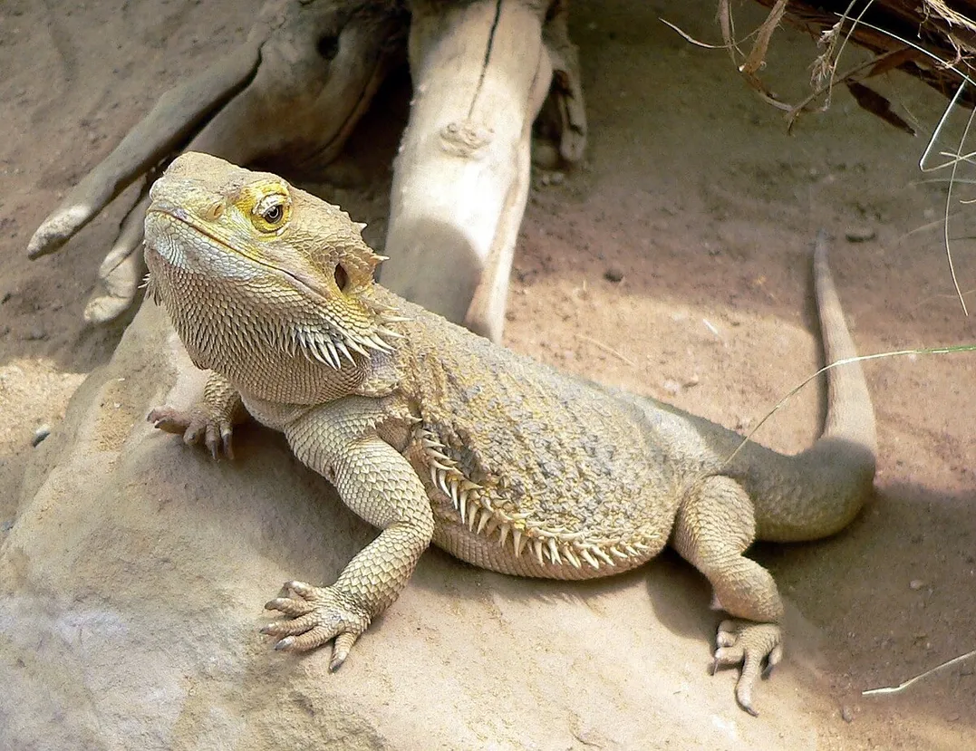 1200px-Bartagame_fcm