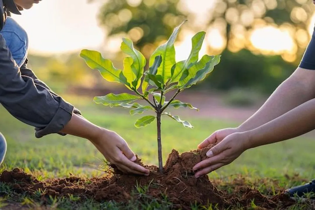 Premium Photo | People hands planting small tree in sunset concept save  earth