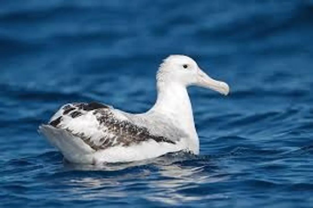 Albatrosses 2