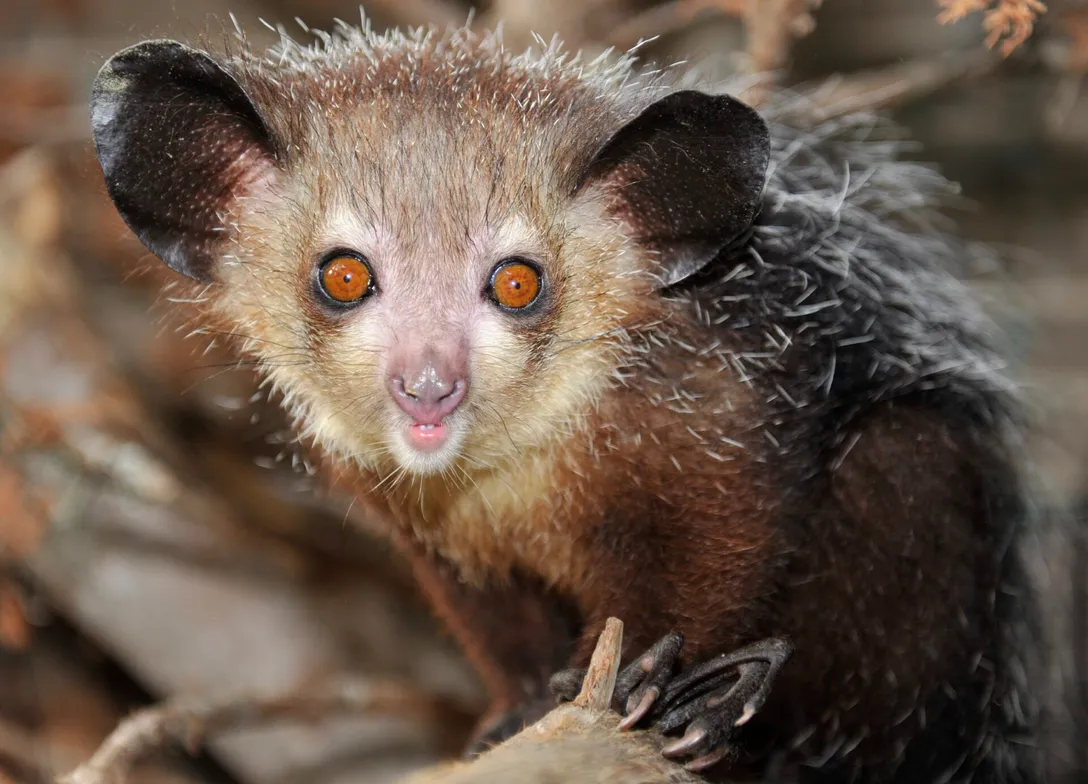 Aye-aye-09