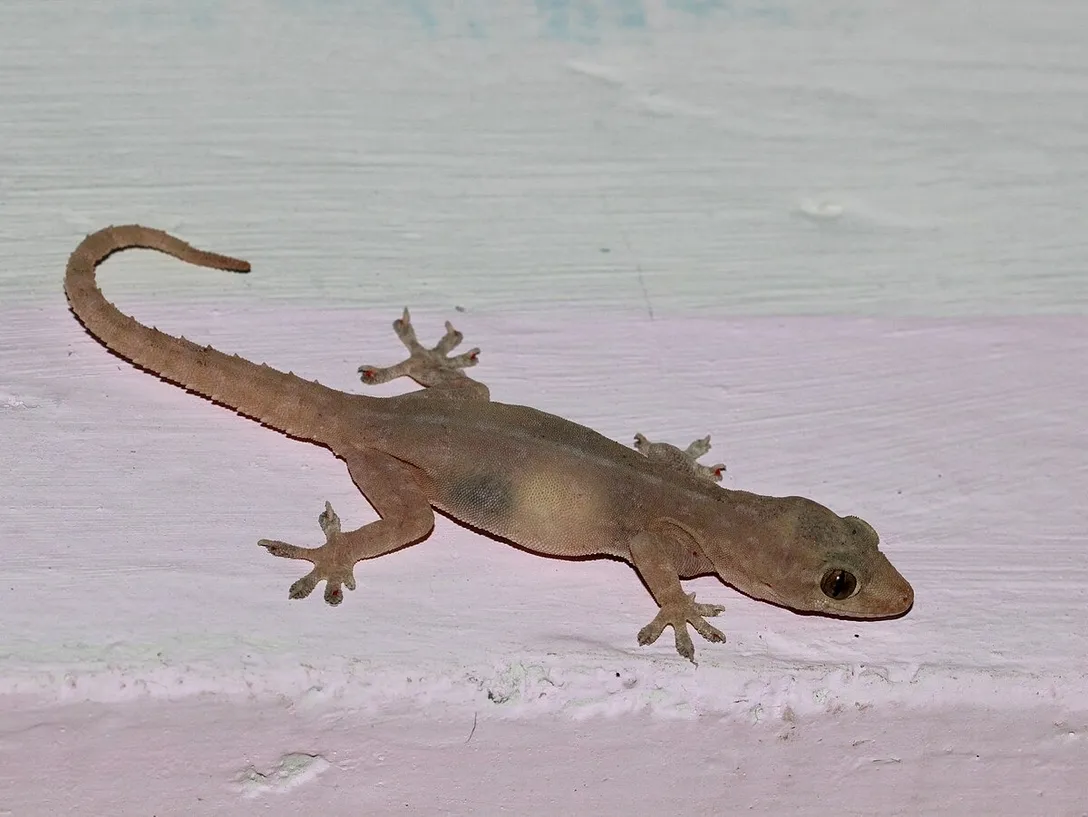 1200px-Asian_House_Gecko_from_ba