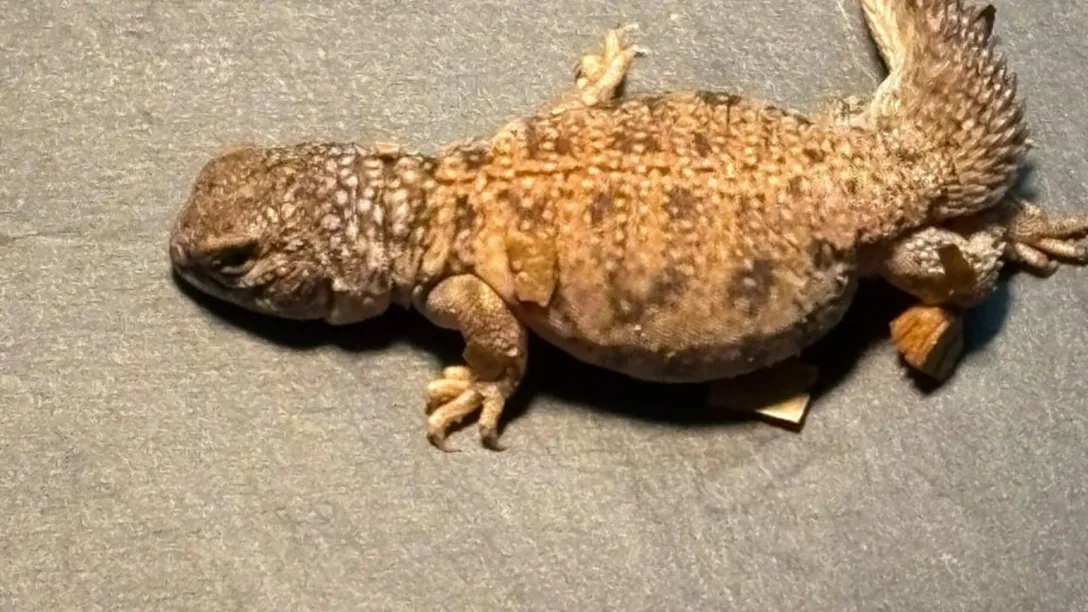 7169653-untitled-design-2025-06