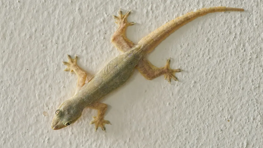 chipkali-bhagane-shipra-rai-ki-t