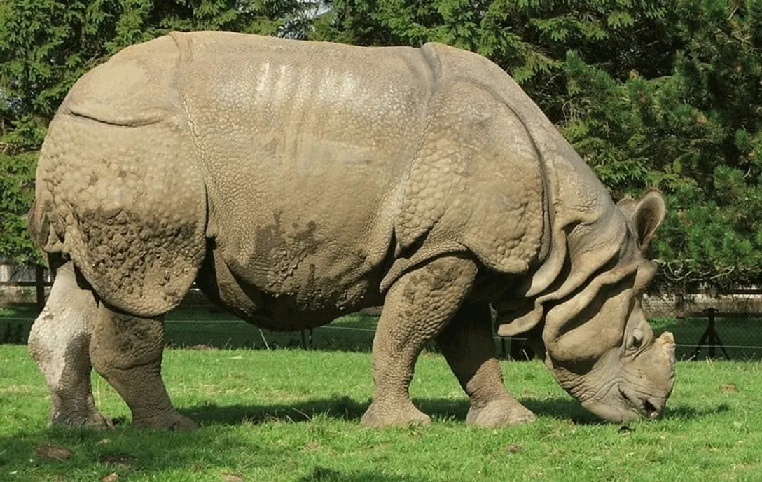 indian_rhinoceros-1