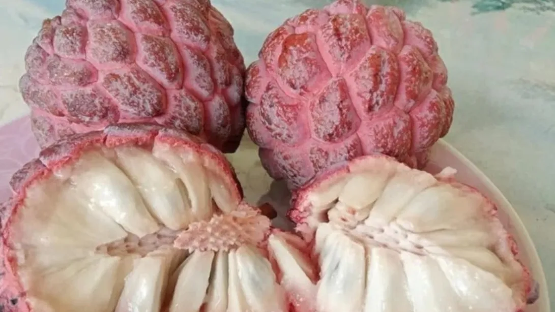 Pink Custard apple