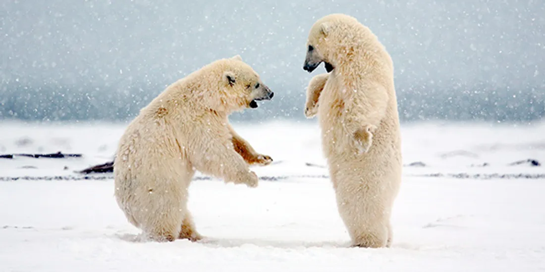 Polar Bear Arctic Amazing Predator