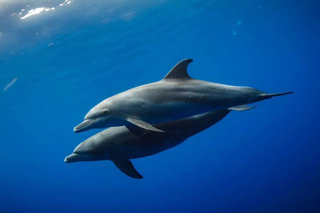 Dolphin- Funny and intelligent friend of water