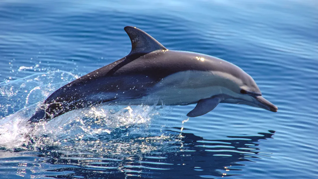 Dolphin- Funny and intelligent friend of water