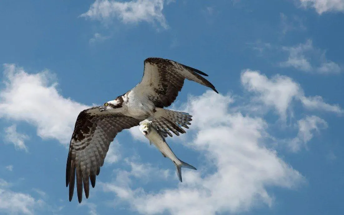 OSPREY