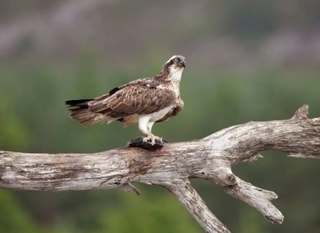 OSPREY