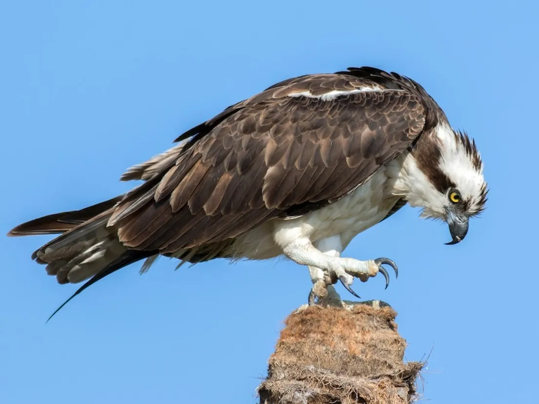OSPREY