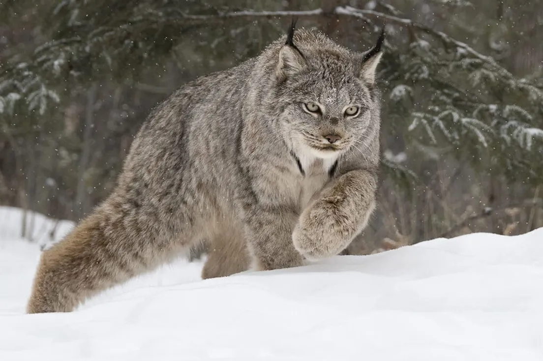 Links The unique world of mysterious wild cat - characteristics life and importance
