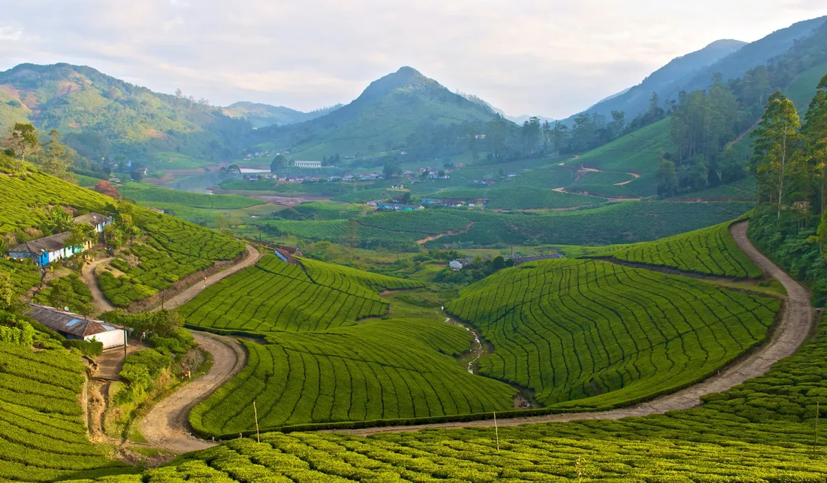 Tea and cardamom plantations in Meghamalai
